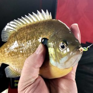 bluegill ice fishing with a tungsten jig