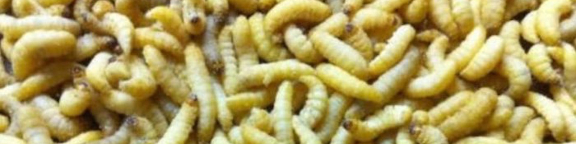 petsmart wax worms