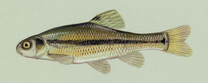 fathead minnow - a common baitfish for many species