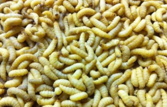 Wax Worms For Ice Fishing